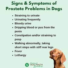 Decreased force in the stream of urine. Dog Prostate Problems Prevention And Treatment