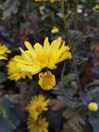 Image result for Chrysanthellum indicum