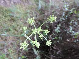 Image result for Afroligusticum