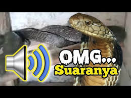 Maybe you would like to learn more about one of these? Suara Ular Tedung Selar King Kobra Monster Youtube