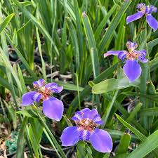 Image result for Indigofera roseo-caerulea
