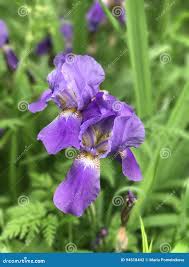 IRIS FLOWER stock photo. Image of happy, june, lifestyle - 94518442
