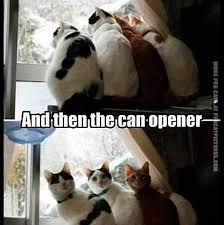 Animal, cute, funny, meme, memes, pictures. Funny Memes Sarcastic Quotes And Cute Animal Pictures Facebook