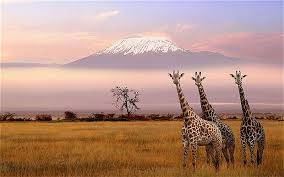 Image result for kilimanjaro mountain