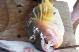 A predator that manages to snag a puffer fish before it inflates won't feel lucky for long. Two Die After Eating Puffer Fish In Eastern Region