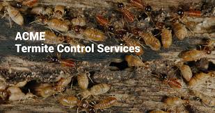Termites are the most destructive pests you'll never see. Termites Info Termites Control Products In India