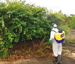 Rhizomes (the extensive network of underground roots) are very proactive in the spreading of japanese knotweed. Japanese Knotweed Removal Shrewsbury Cost Effective And Fast