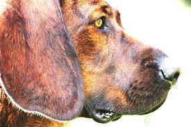 Image result for hannoverský barvář