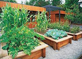 12 Impressive Calgary Front Yard Vegetable Garden Collectioncalgary Front Yard Calgary Collect Garden Layout Vegetable Vegetable Garden Design Front Yard