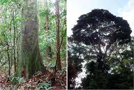 Image result for Tessmannia