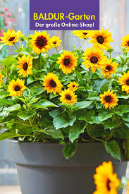 Könntest du mich bitte …. Sommerblumen Fur Balkon Terrasse Sommerblumen Kubelpflanzen Pflanzen