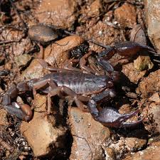 Northern Scorpion | Montana Public Radio