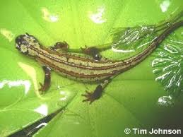 Image result for Eulophia ensata