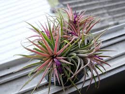 Light jungle cacti can survive in a wide range of light conditions. Easy Care Houseplants For Southern Arizona S Low Humidity Climate Az Jewish Post