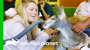 Dave is a bronx zoo rkangaroo whose story will be featured in the season 2 premiere of animal planet's the zoo on march 10 (animal planet). Dave The Kangaroo Gets Cryotherapy Treatment For His Arthritis The Zoo Youtube