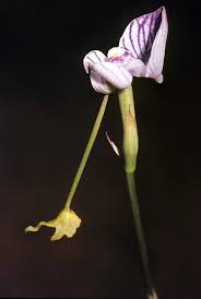 Image result for Disa ochrostachya