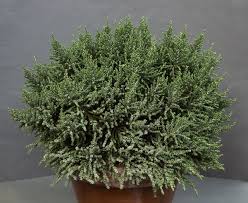 Image result for Selago cecilae