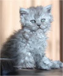 Με ένα απλό ανακάτεμα και ξεκούραση της ζύμης, θα έχετε αφράτα, πολύ μαλακά, λαχταριστά τσουρέκια. Selkirk Rex