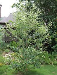 Image result for Aloysia