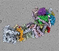 Submitted 3 years ago by xjayroox. Molecular Blueprint Advances Understanding Of Photosynthesis