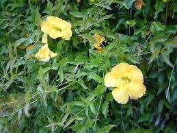 Image result for Allamanda cathartica