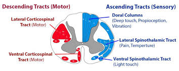 Incomplete Spinal Cord Injuries Spine Orthobullets