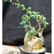 Image result for Adenia glauca