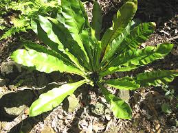 Image result for Asplenium preussii