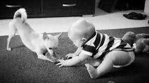 Maybe you would like to learn more about one of these? So Md Animal Rescue Home Facebook