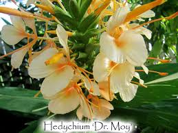 Image result for Helichrysum moggii