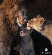 Lion Lovers On Instagram 1 2 3 4 Or 5 Follow Lions Arena For More Tag Your Friends To See This Direct Animals Beautiful Animals Cute Animals
