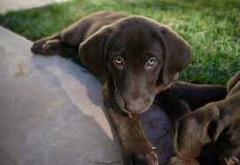 Akc chocolate lan puppies amandadiedrich. Kendall And Kylie Jenner Christen Their New Chocolate Lab Puppies With Names Daily Mail Online