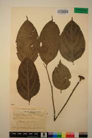 Image result for Panda oleosa