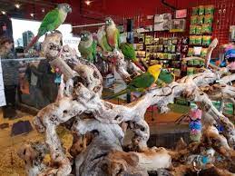 I have 3 dogs from all pets club. All Pets Club 1167 N Colony Rd Wallingford Ct Pet Shops Mapquest