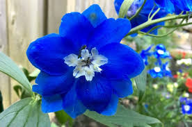 Our grower's choice subscription freshly picked and delivered to your door every month. Growing Delphiniums In The Flower Garden Flower Gardening