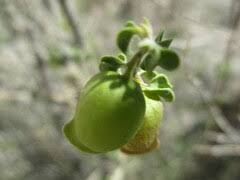 Image result for Tinnea rhodesiana