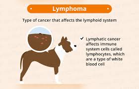However, it can occur in intact male dogs of any age. Cancer In Dogs Causes Symptoms Treatments Canna Pet