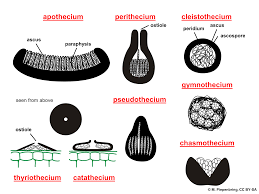 Image result for Monothecium