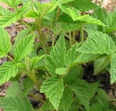 Image result for Rubus iringanus