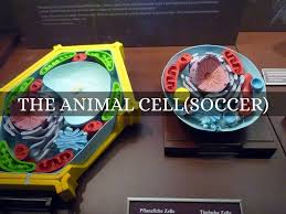 Maybe you would like to learn more about one of these? Animal Cell By Jordon Nix