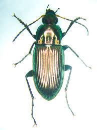 Image result for Poecilostachys