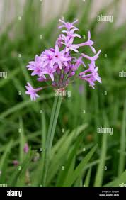 Image result for Tulbaghia alliacea
