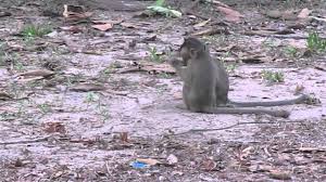 Im a funny monkey smoking a cigarette (youtube.com). Baby Monkeys Playing In Angkor Wat Cambodia Youtube