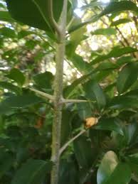 Image result for Canthium inerme