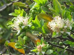 Image result for Capparis citrifolia