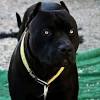Pitbull terrier i am a pitbull terrier pitbull terrier i am a pitbull terrier. Https Encrypted Tbn0 Gstatic Com Images Q Tbn And9gcrlsj7bca9x5raymgvnvmewovsgnnm0zcfezmivqfpquptwmags Usqp Cau