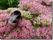 la biodiversite dans le jardin potager de jenny jardins plante ornementale jardin potager