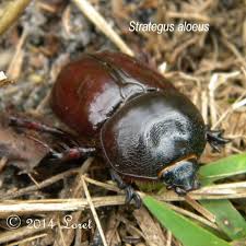 Image result for Oxyanthus strigosus