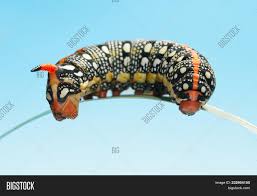 Egg, caterpillar, pupa and adult. Macro Hawk Moth Image Photo Free Trial Bigstock
