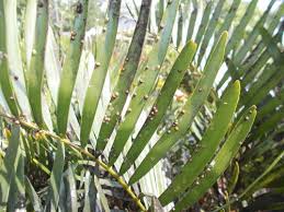 Check out our coontie palm selection for the very best in unique or custom, handmade pieces from our craft supplies & tools shops. Coontie Palm Problems